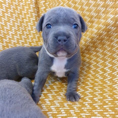 The English <b>Staffordshire</b> terrier is a large and affectionate dog. . Staffie puppies for sale